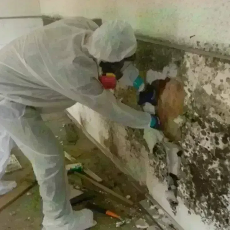 Mold Remediation and Removal in Tallahassee, FL